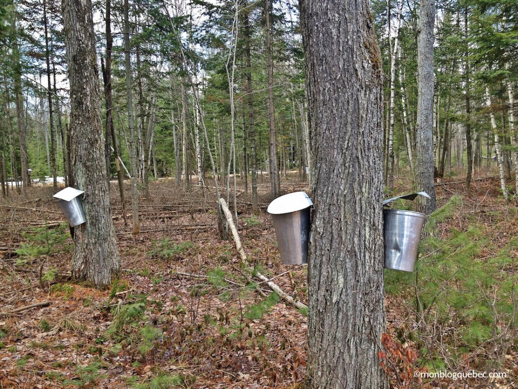 Nos bons plans Se sucrer le bec au Quebec monblogquebec