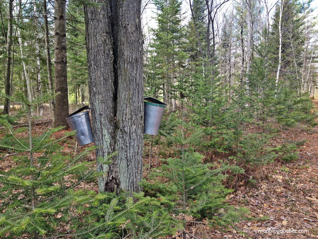 Nos bons plans Se sucrer le bec au Quebec monblogquebec