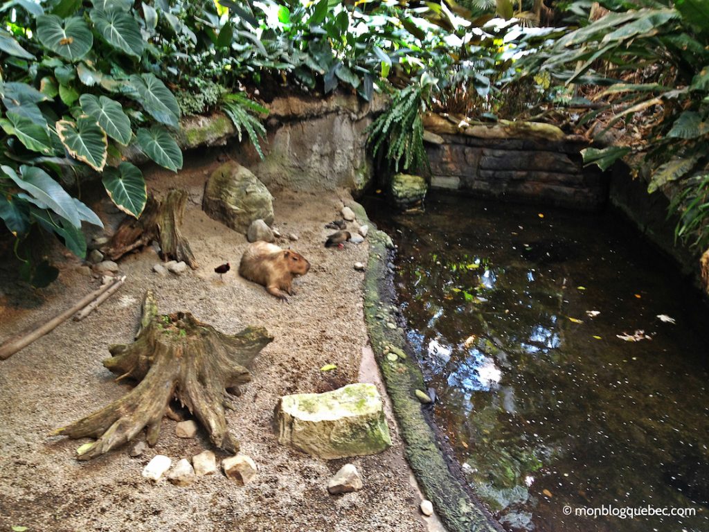 Découvrir Road Book Montreal Biodôme Tour Olympique Découvrir Road Book Montreal Biodôme Tour Olympique monblogquebec