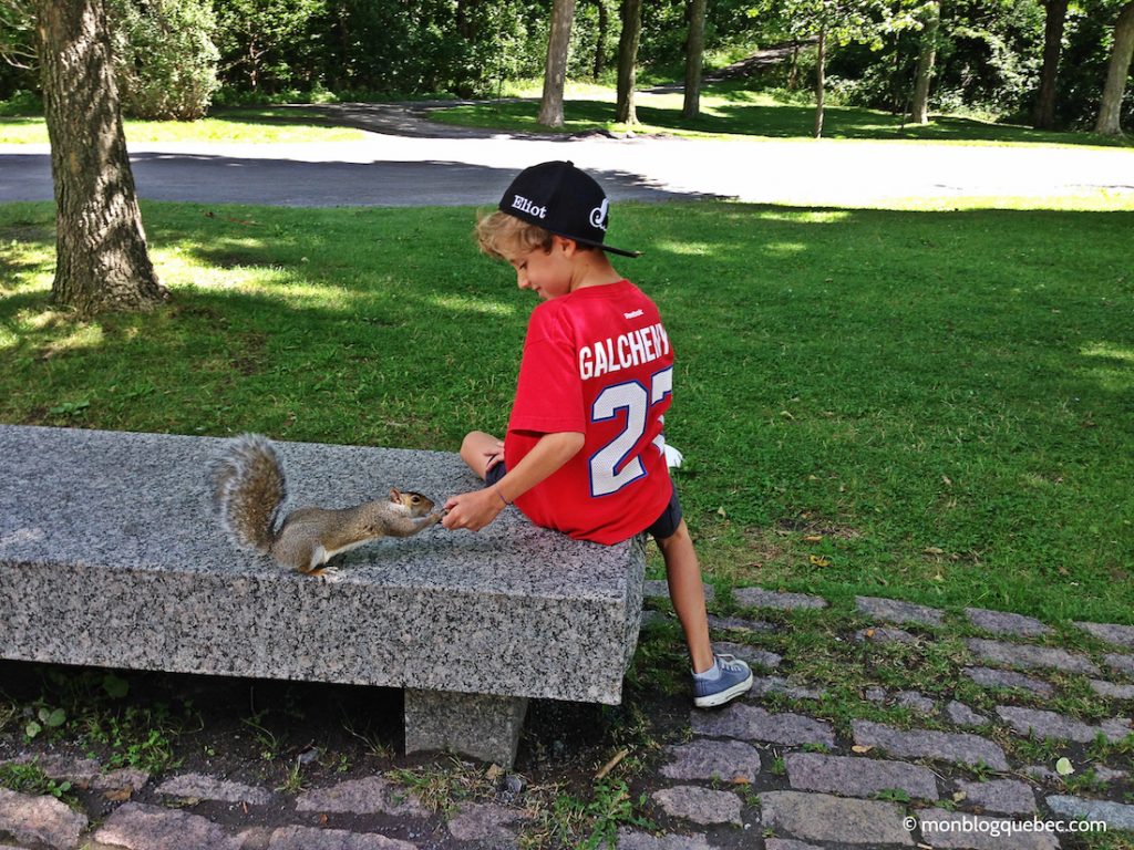 Découvrir Road Book Montreal Ecureuil gris Découvrir Road Book Montreal Ecureuil gris monblogquebec
