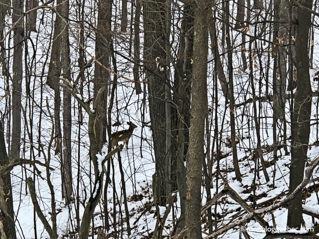 Nos bons plans activités incontournables à Montréal en hiver biches sauvages entre les arbres Nos bons plans activités incontournables à Montréal en hiver monblogquebec