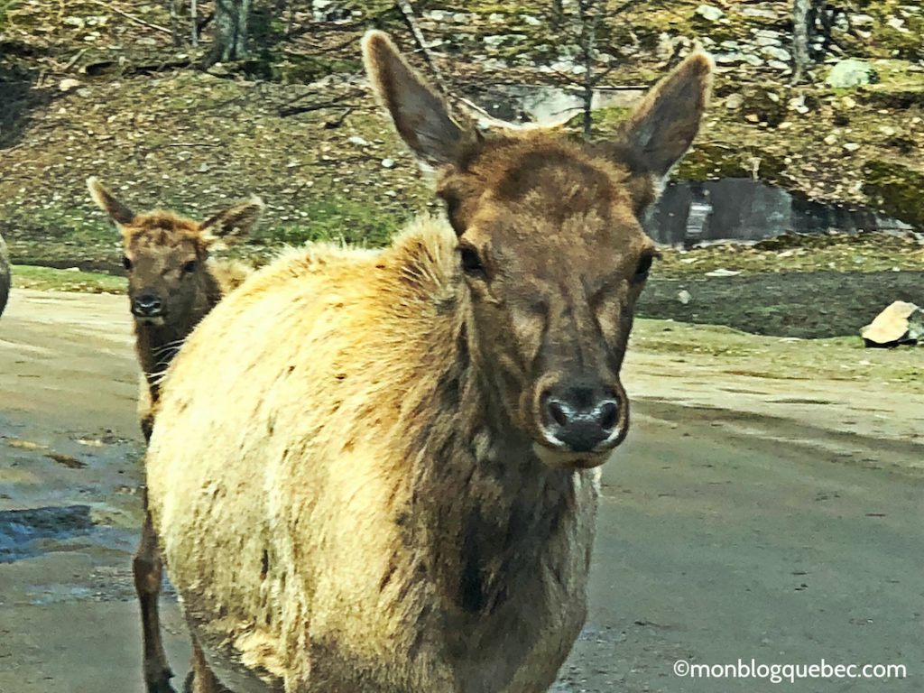 Nos bons plans Parc Omega monblogquebec