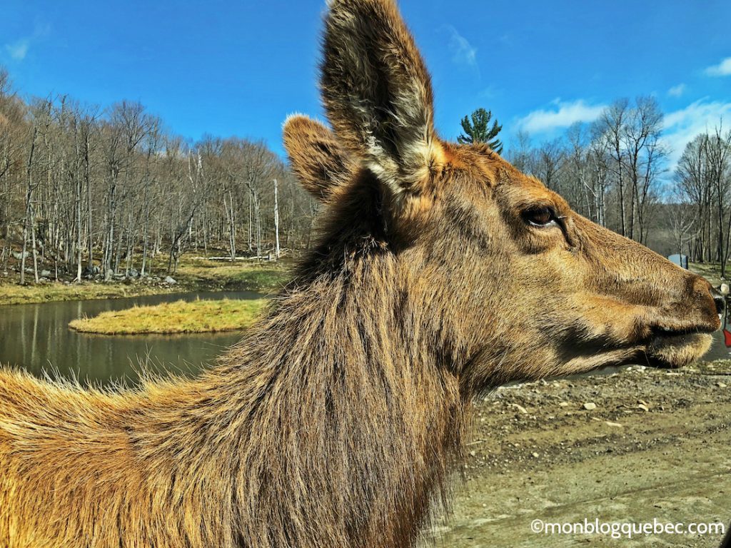 Nos bons plans Parc Omega monblogquebec