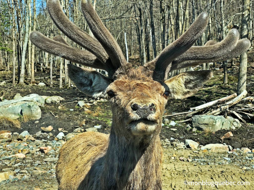 Nos bons plans Parc Omega monblogquebec