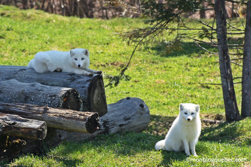 Nos bons plans Parc Omega monblogquebec