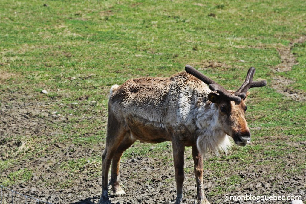 Nos bons plans Parc Omega monblogquebec