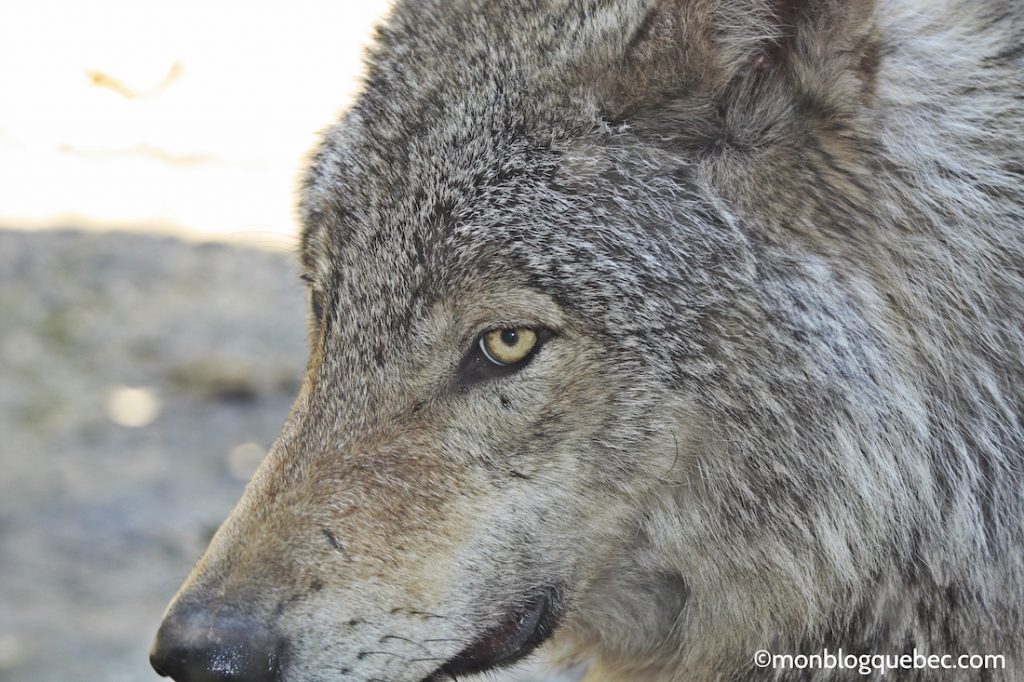 Nos bons plans Parc Omega monblogquebec
