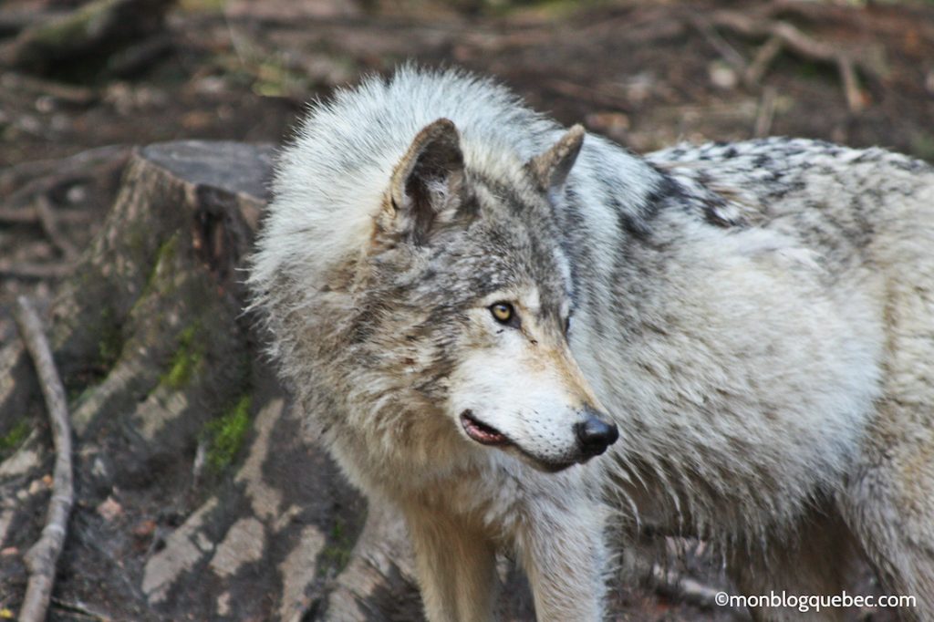 Nos bons plans Parc Omega monblogquebec