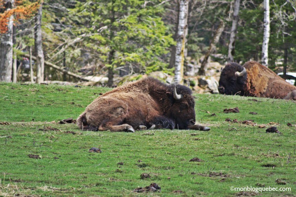 Nos bons plans Parc Omega monblogquebec