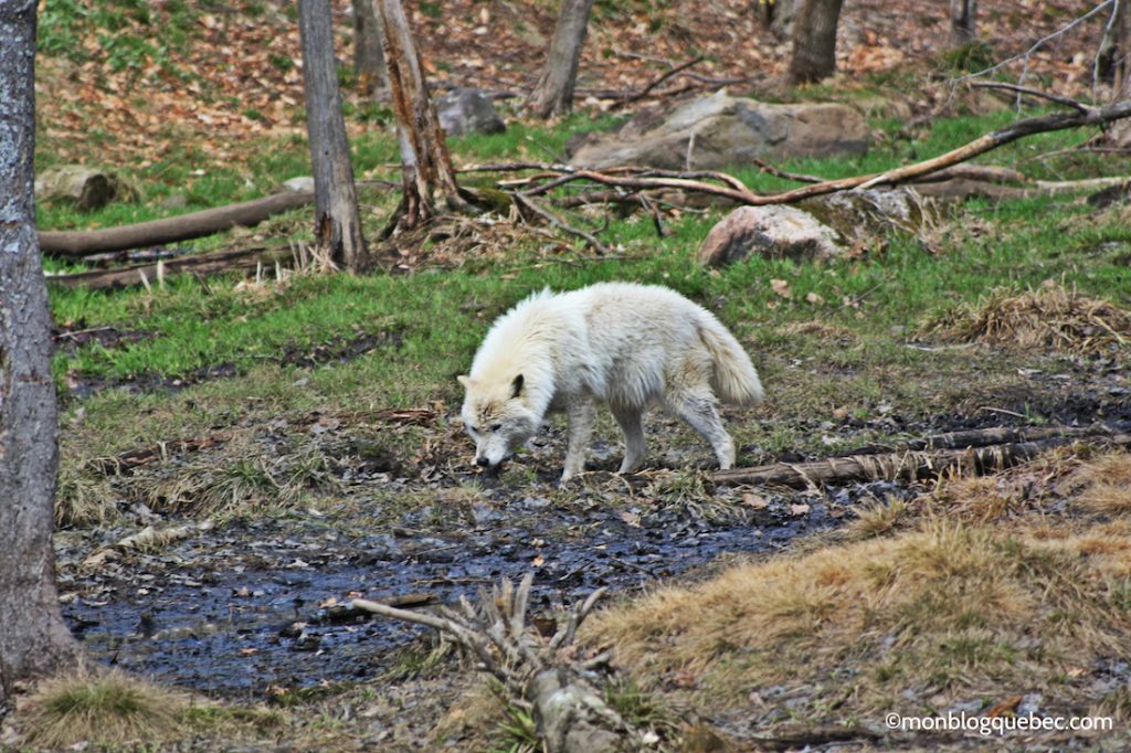 Nos bons plans Parc Omega monblogquebec