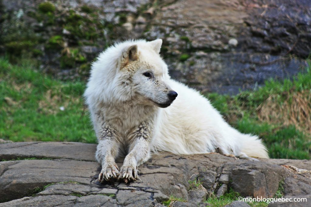 Nos bons plans Parc Omega monblogquebec