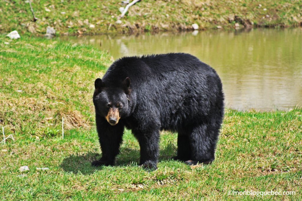 Nos bons plans Parc Omega monblogquebec