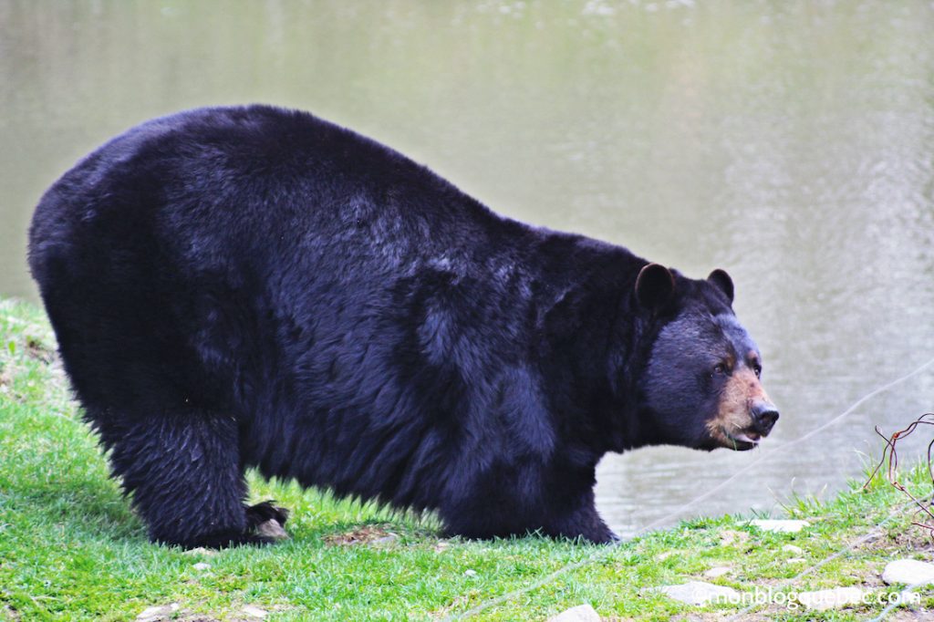 Nos bons plans Parc Omega monblogquebec