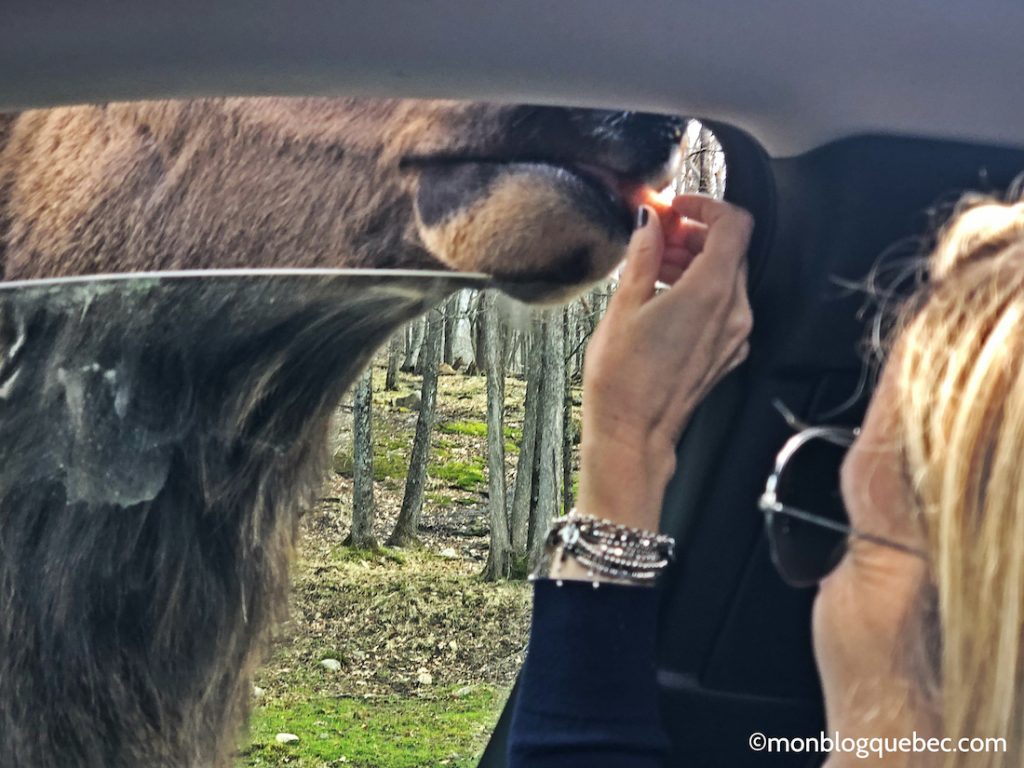 Nos bons plans Parc Omega monblogquebec