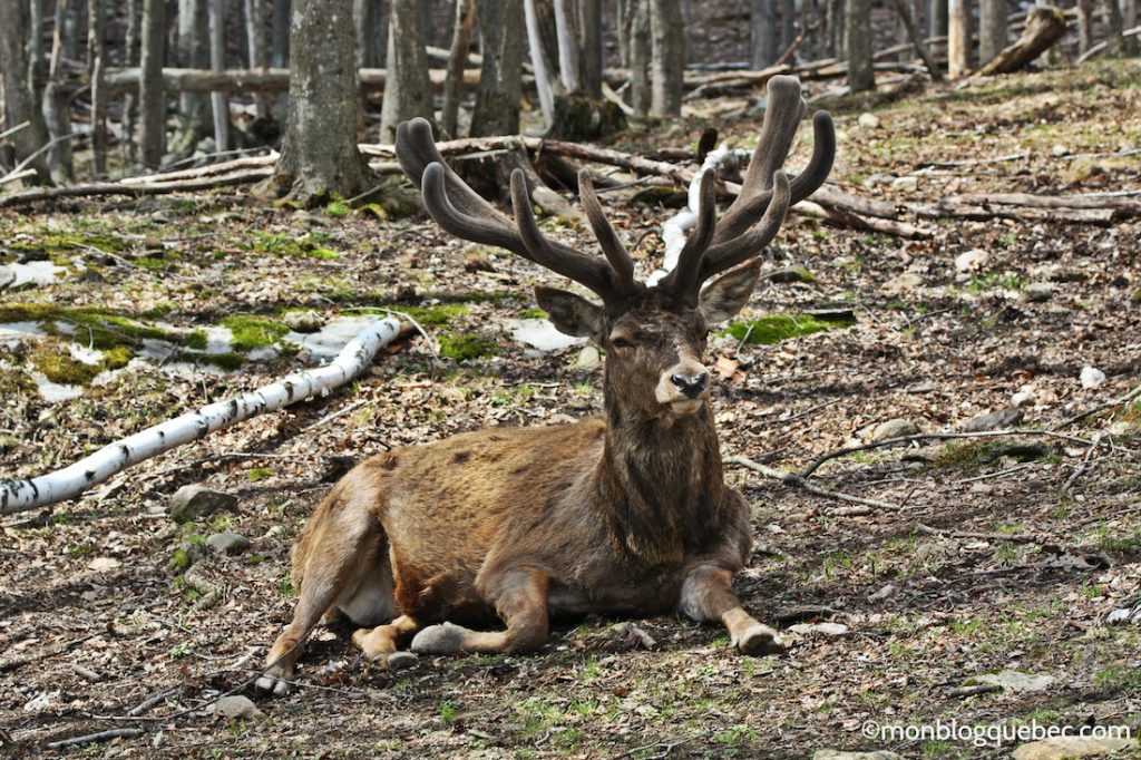 Nos bons plans Parc Omega monblogquebec
