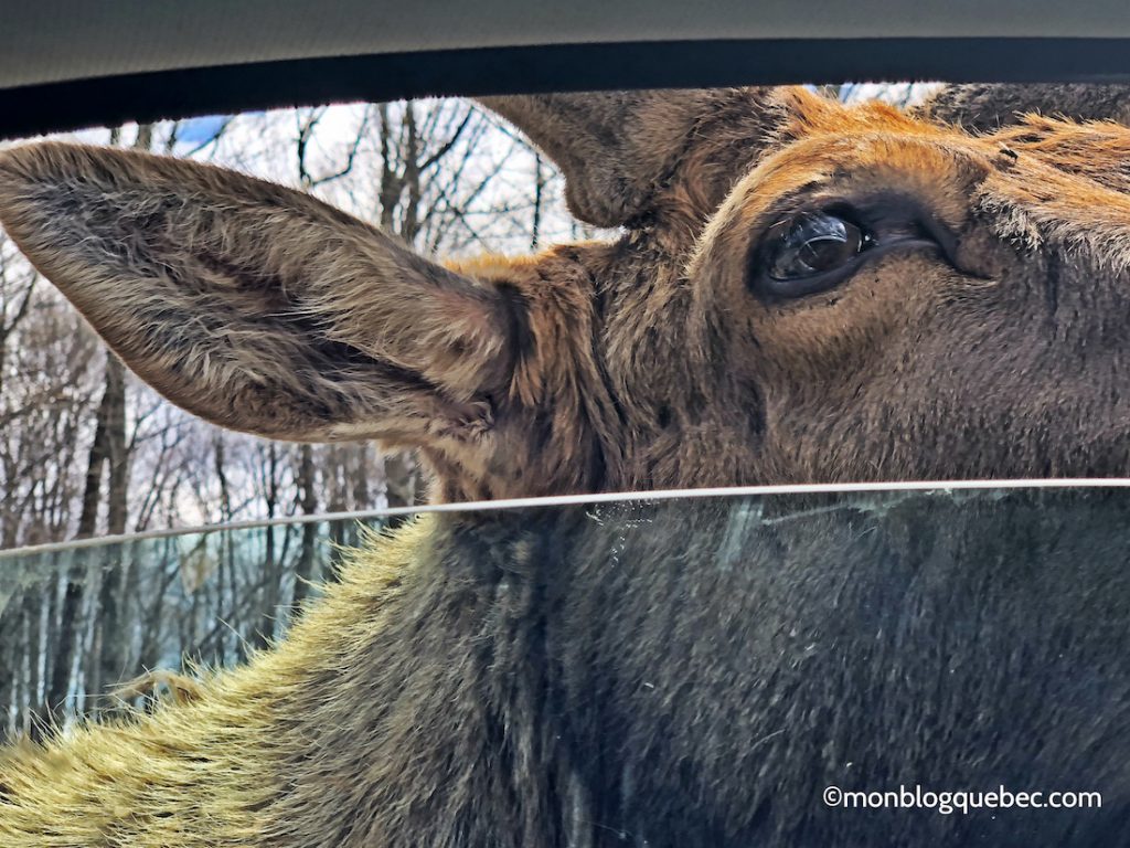 Nos bons plans Parc Omega monblogquebec
