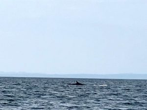 Découvrir Voyage en Gaspésie monblogquebec