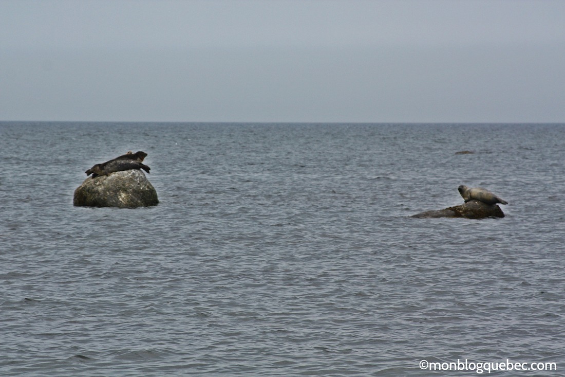 Découvrir Voyage en Gaspésie monblogquebec