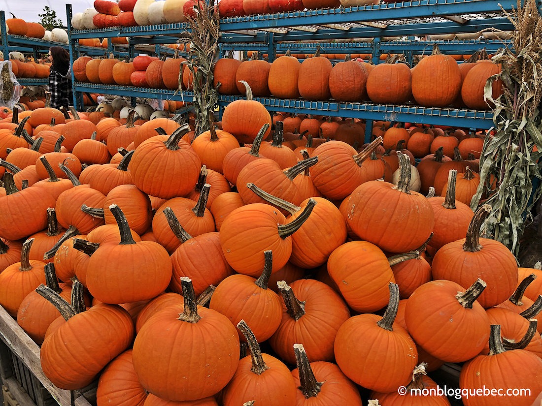 Vivre au Québec l'automne à Montréal Marché Atwater Vivre au Québec l'automne à Montréal monblogquebec