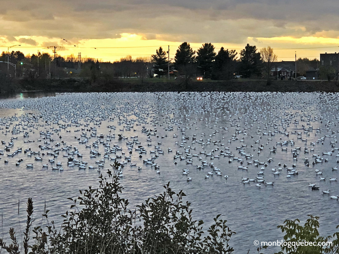Vivre au Québec l'automne à Montréal Victoriaville Oies des neiges Vivre au Québec l'automne à Montréal monblogquebec