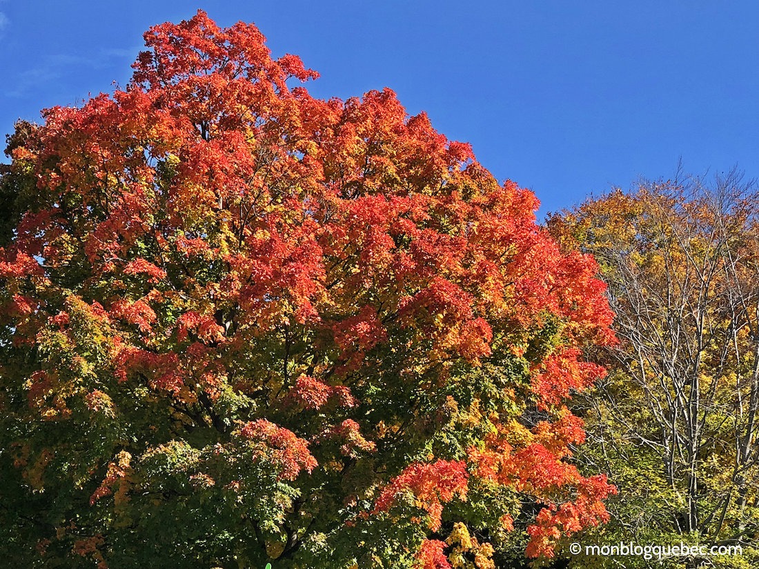 Vivre au Québec l'automne à Montréal Saison des couleurs Vivre au Québec l'automne à Montréal monblogquebec