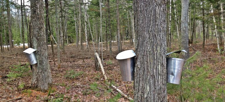 Se sucrer le bec au Québec Nos bons plans Se sucrer le bec monblogquebec