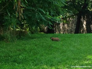 Nos bons plans Quoi faire le dimanche à Montréal monblogquebec