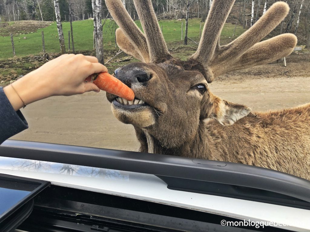 Nos bons plans Parc Omega monblogquebec