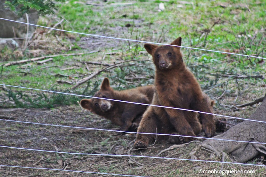 Nos bons plans Parc Omega monblogquebec