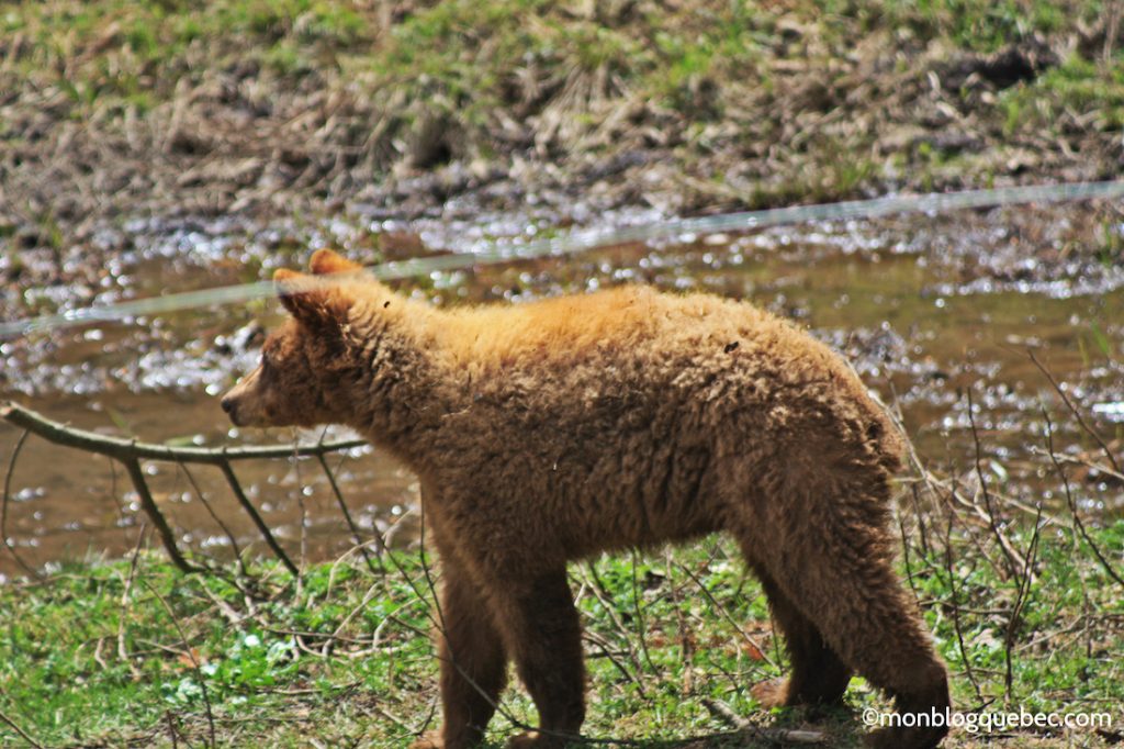 Nos bons plans Parc Omega monblogquebec