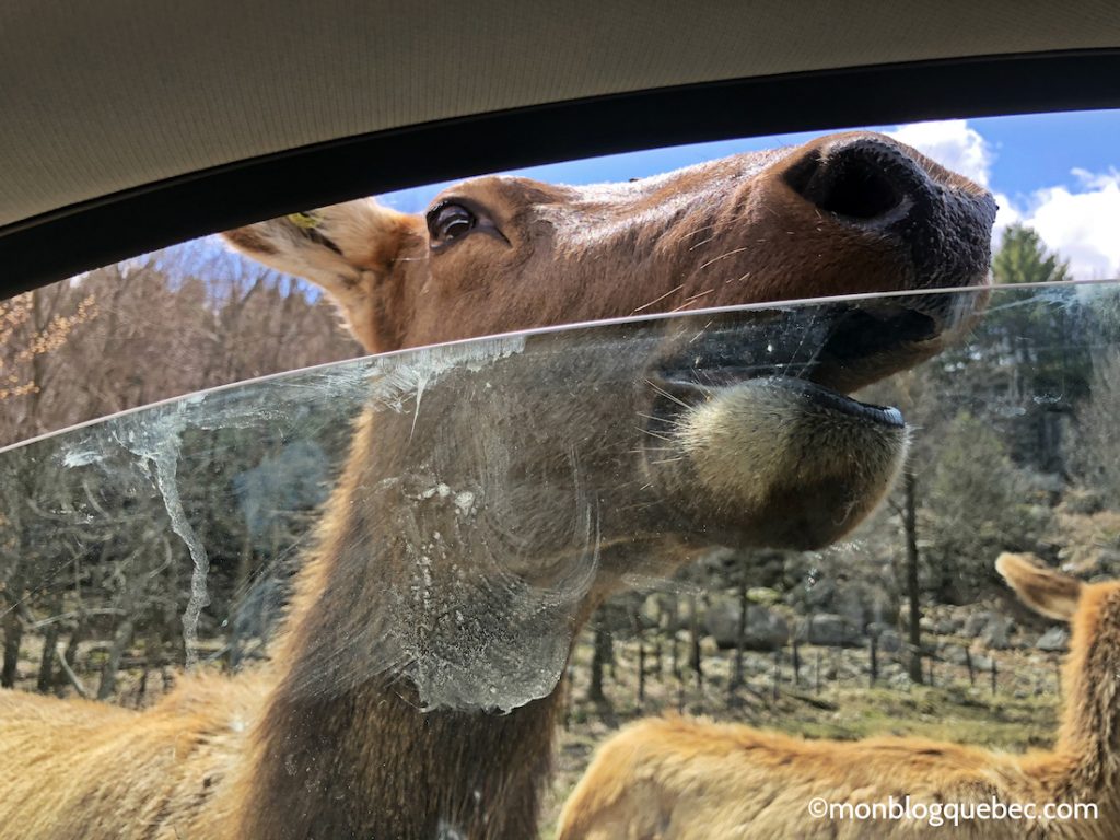 Nos bons plans Parc Omega monblogquebec
