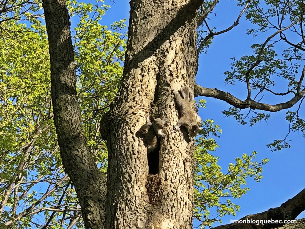 Nos bons plans Printemps à Montréal monblogquebec