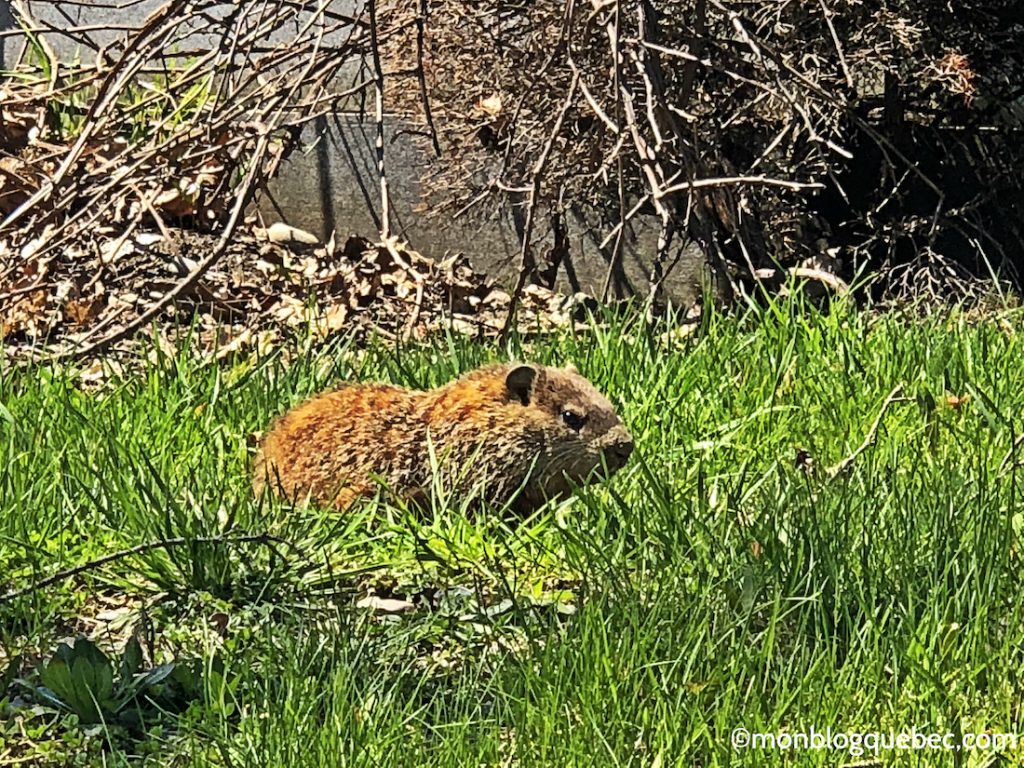 Vivre au Québec Les différences qui changent ta vie monblogquebec