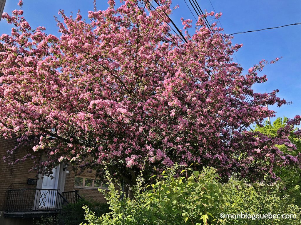 Nos bons plans Printemps à Montréal monblogquebec