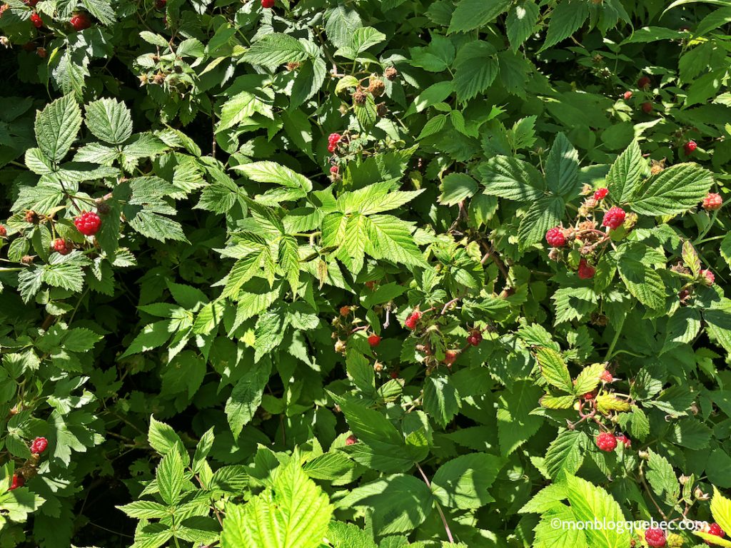 Découvrir Voyage en Gaspésie monblogquebec