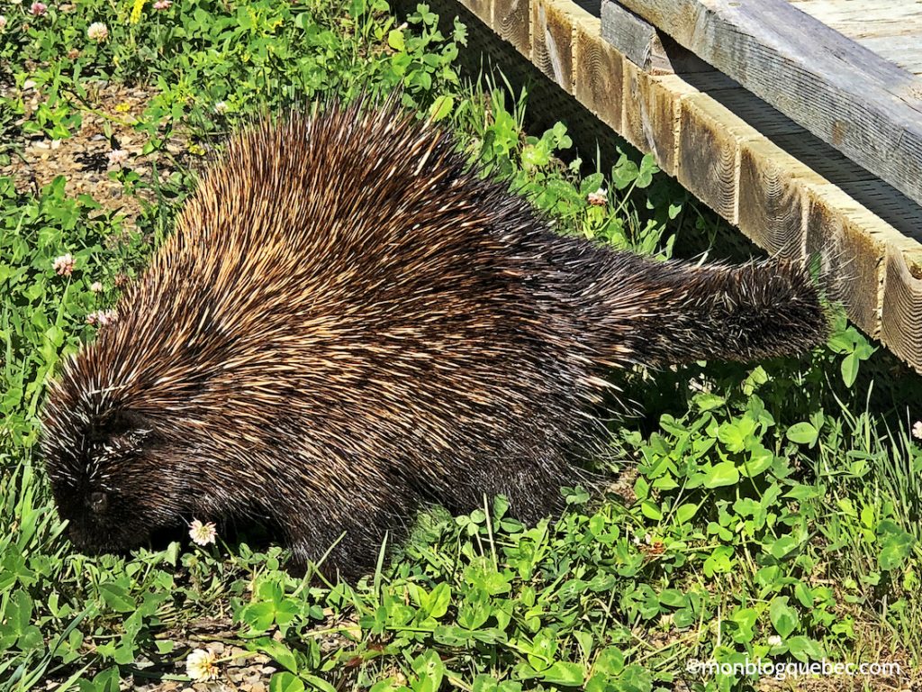 Découvrir Voyage en Gaspésie monblogquebec