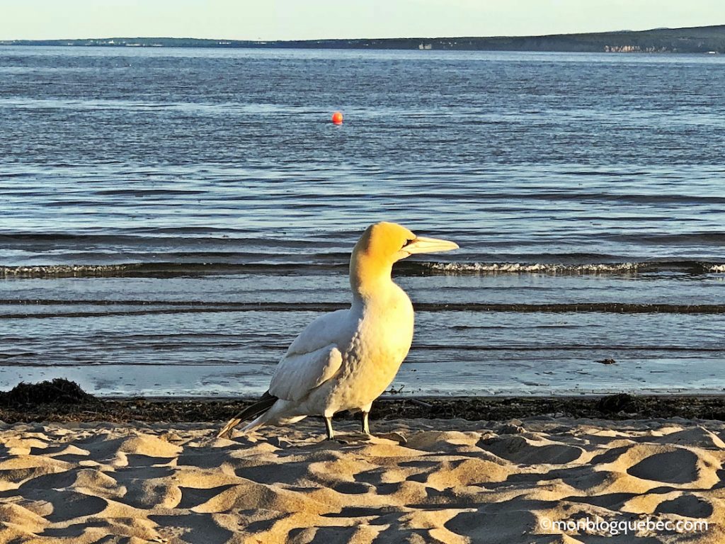 Découvrir Voyage en Gaspésie monblogquebec