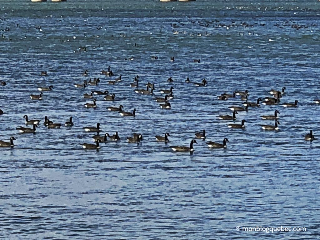 Vivre au Québec l'automne à Montréal monblogquebec