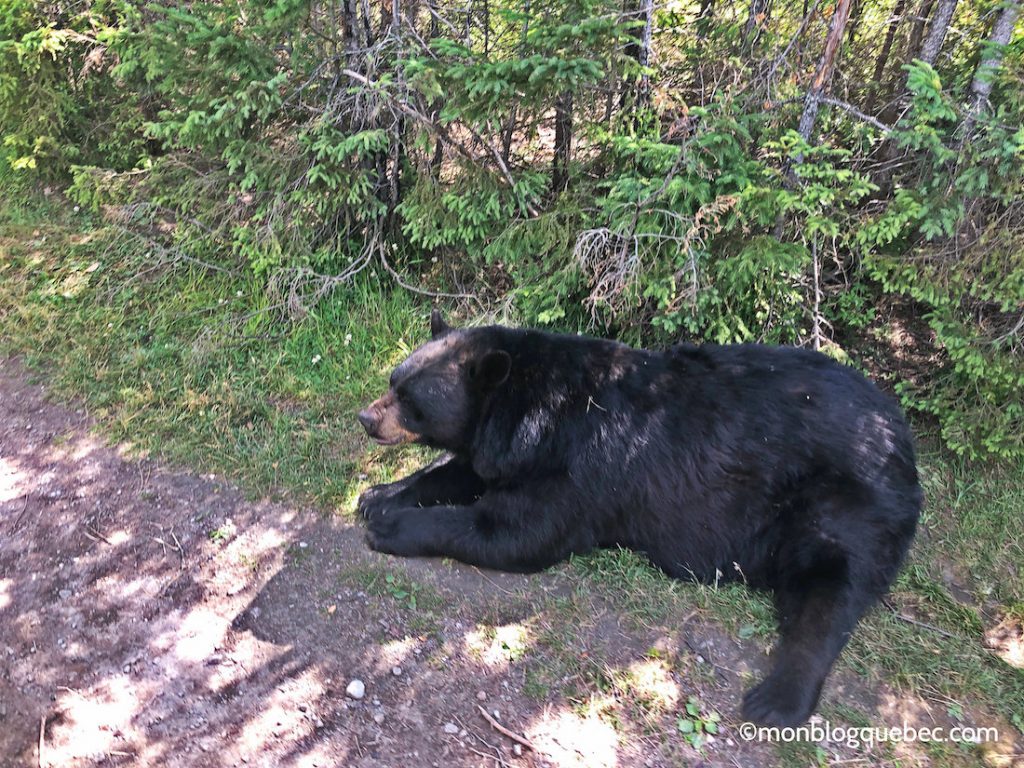 Découvrir Voyage au Saguenay Lac Saint-Jean Monblogquebec