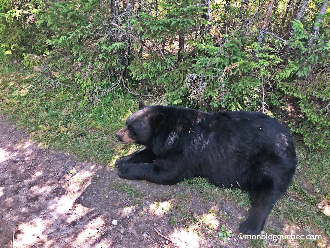 Voyage au Saguenay Lac Saint-Jean Ours du zoo St Félicien Voyage au Saguenay Lac Saint-Jean Zoo St Félicien