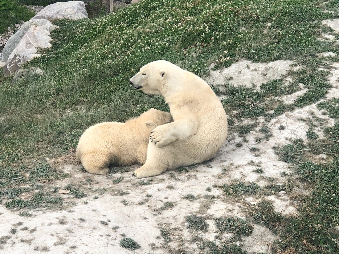 Voyage au Saguenay Lac Saint-Jean Zoo St Félicien bébé ours polaire Voyage au Saguenay Lac Saint-Jean Zoo et bébé ours polaire