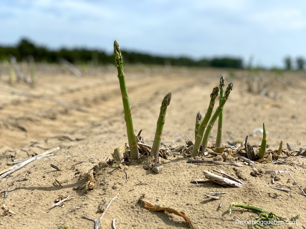 Bilan immigration producteur local
